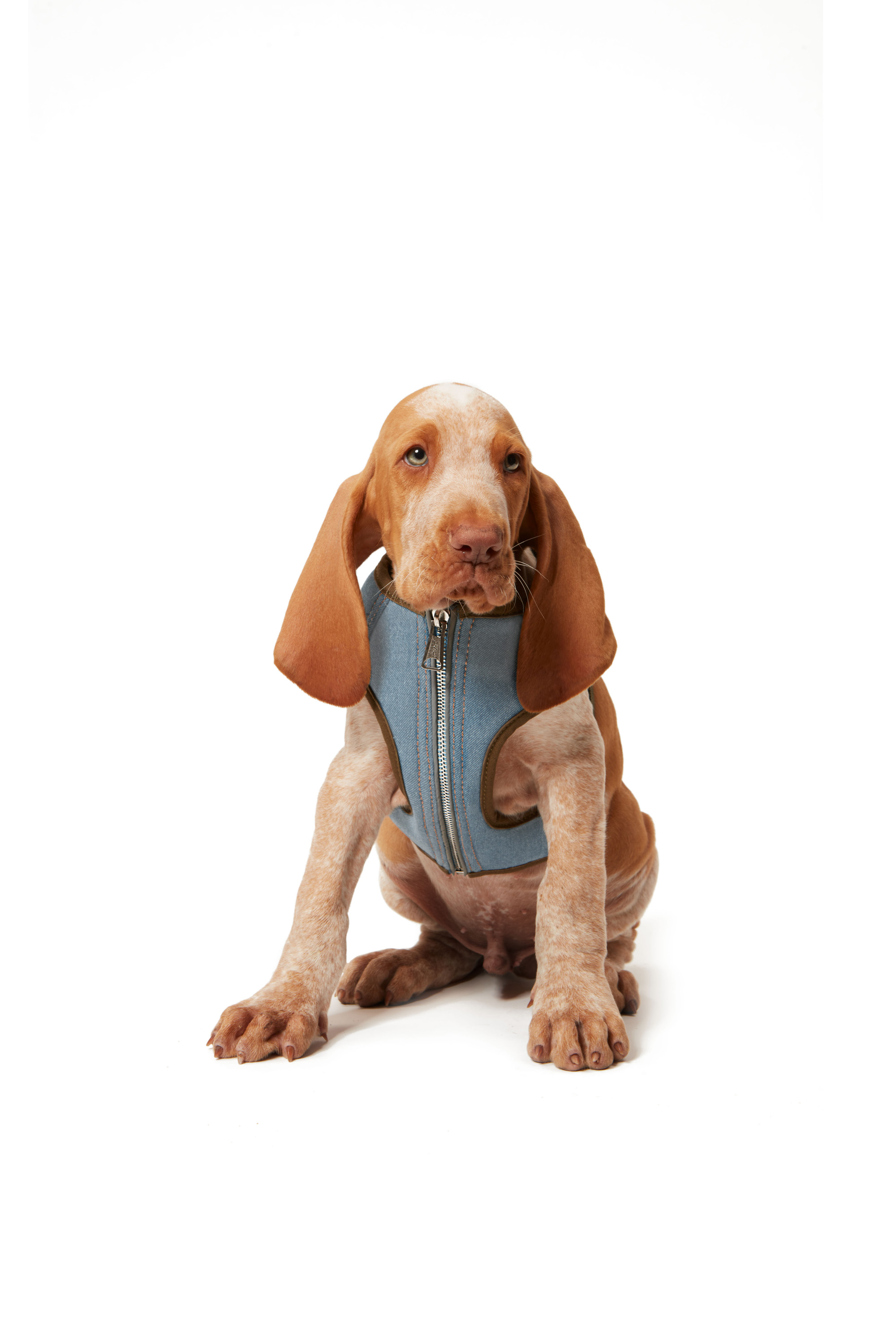 Diesel - PET-TORINA, Green/Blue - Image 4